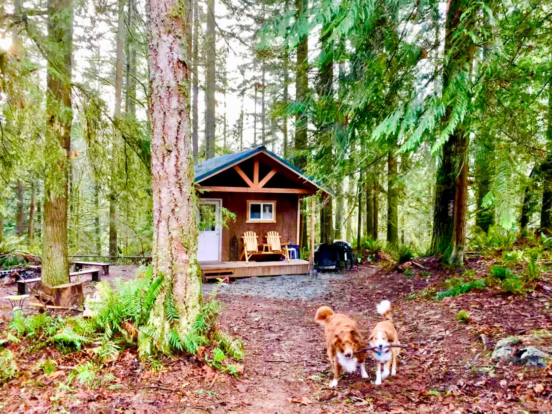 Mini Forest Cabin 2