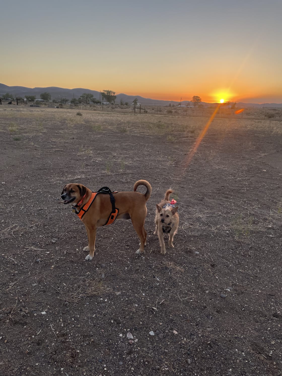Bandit and Fred enjoy beautiful sunrises too!