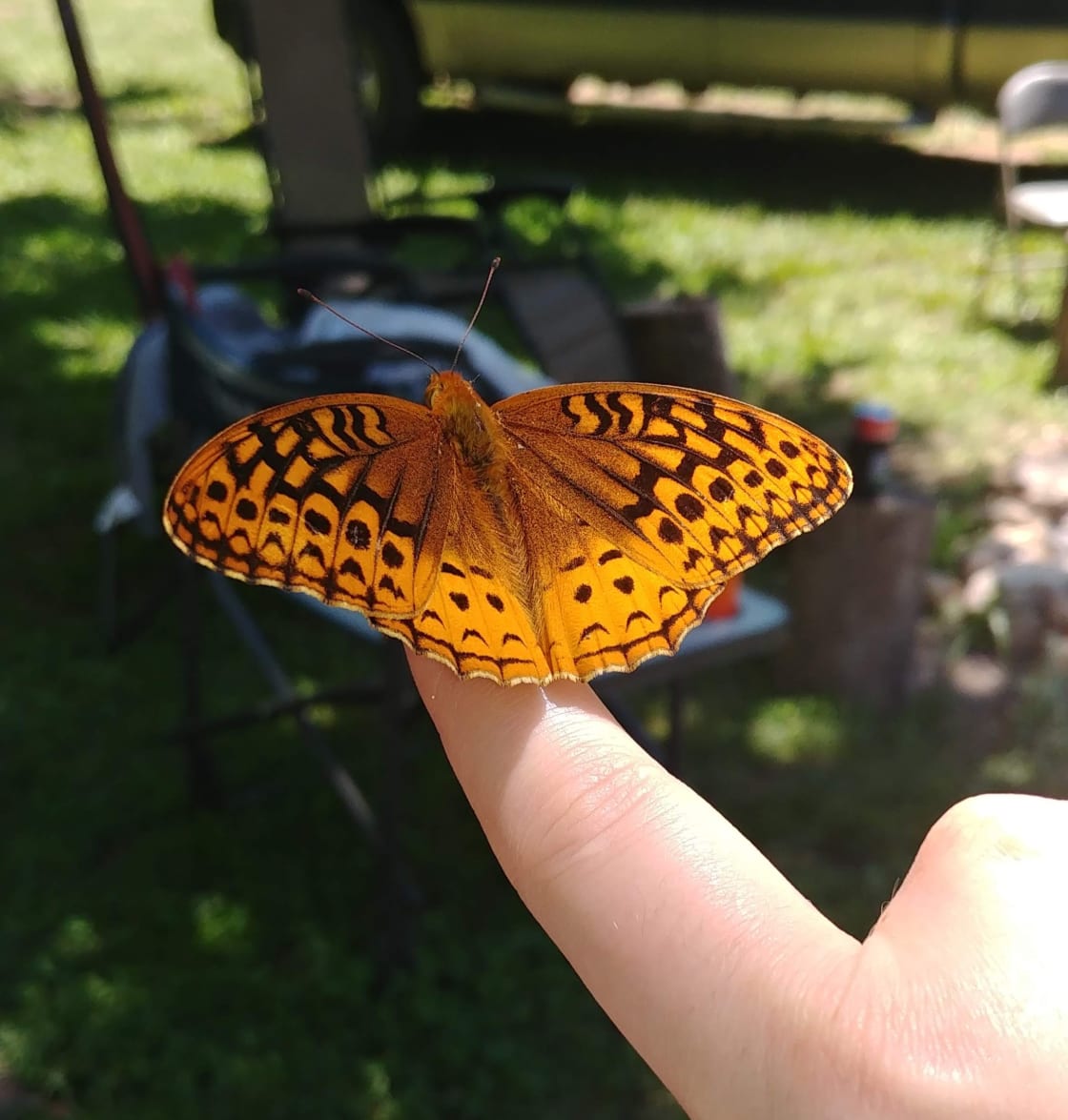 When was the last time you saw a butterfly land on your finger.