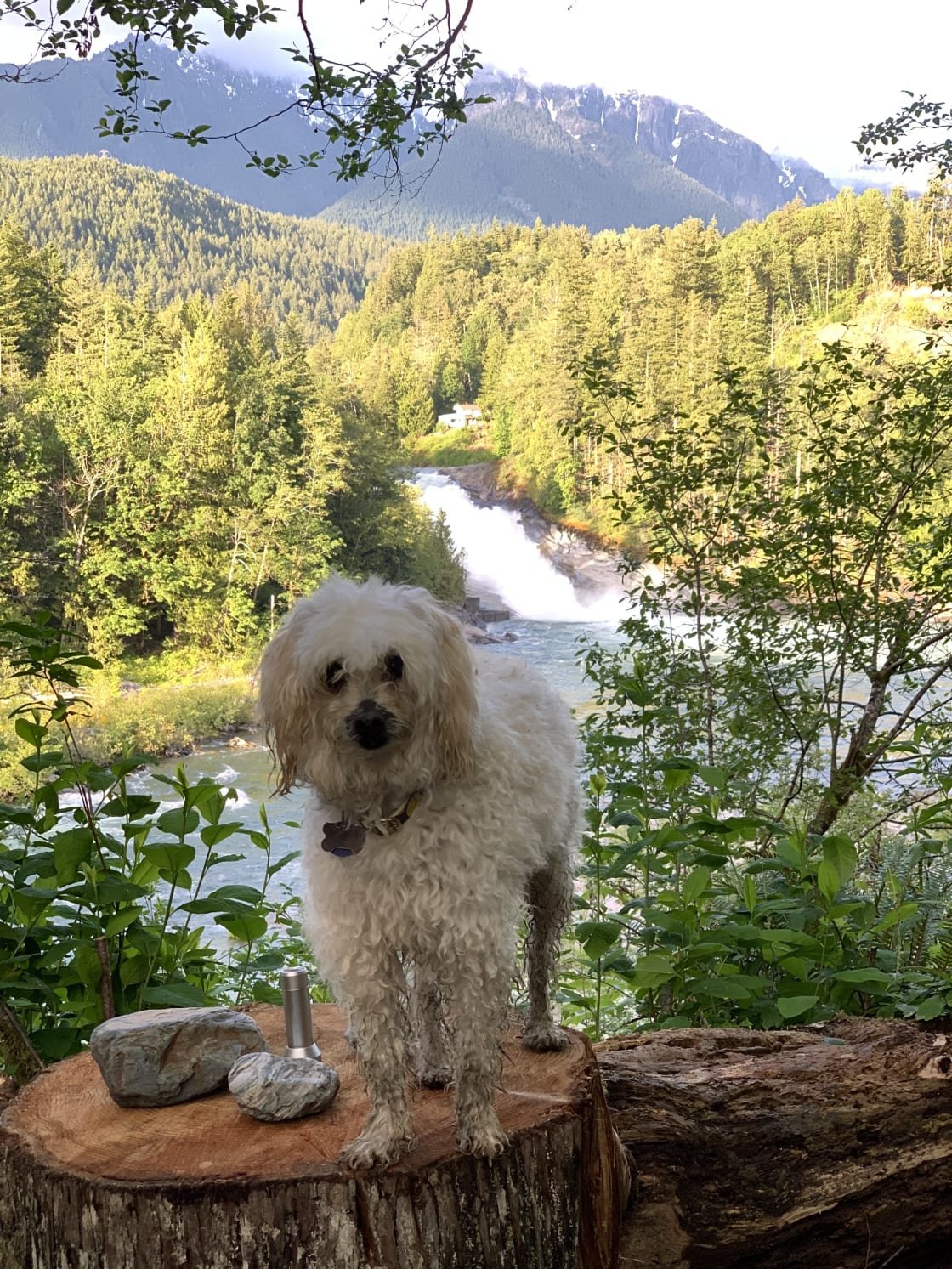 Dog days of Summer @ Waterfall Camp