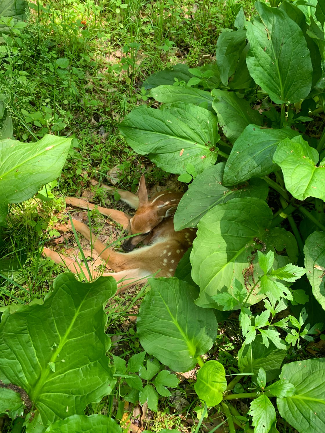 You might even get the chance to spot some of the resident wildlife during your stay! This fawn was bedded down right on the walking path!