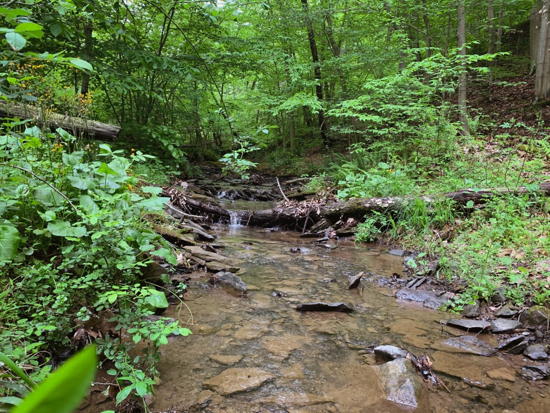 You'll get to camp right beside this relaxing stream! Don't forget to explore!