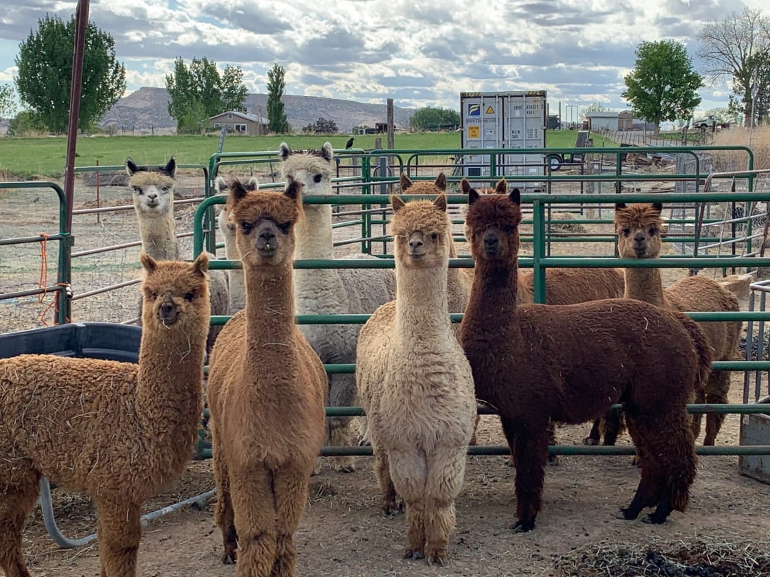Camping and RV-ing with Alpacas