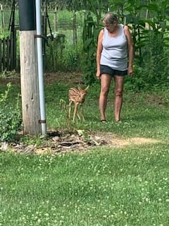 Friendly fawn waiting for mom.