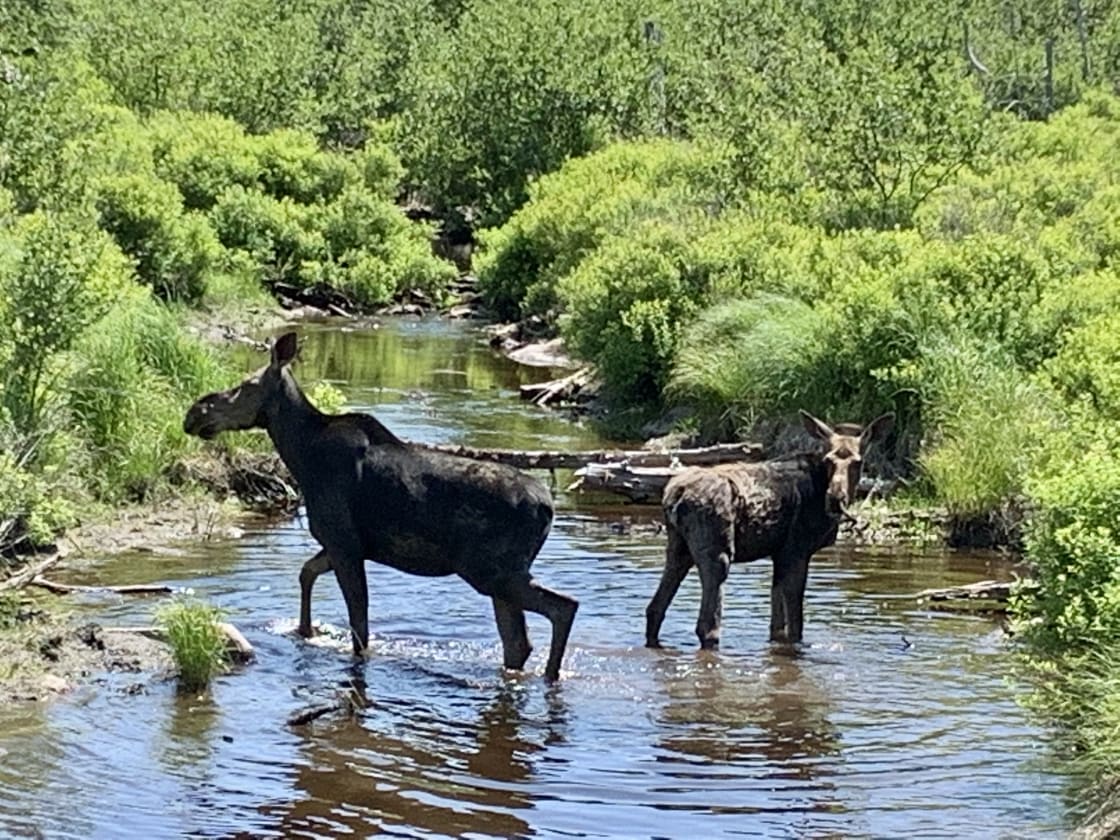 A cow moose and her baby - seen on the way to the campsite.