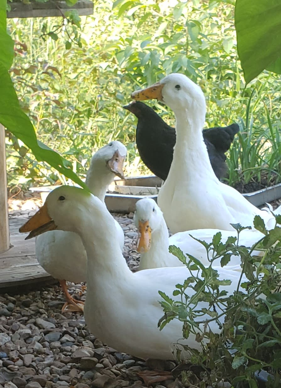 Come meet Gladys Duck and the Pips and our other barn-yard crew . . .