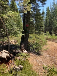 To reassure you are in the right place, here is a photo of the entrance with a red metal rectangle and a painted green S for Sugarpine Slopes on the tree to the left of the entrance.