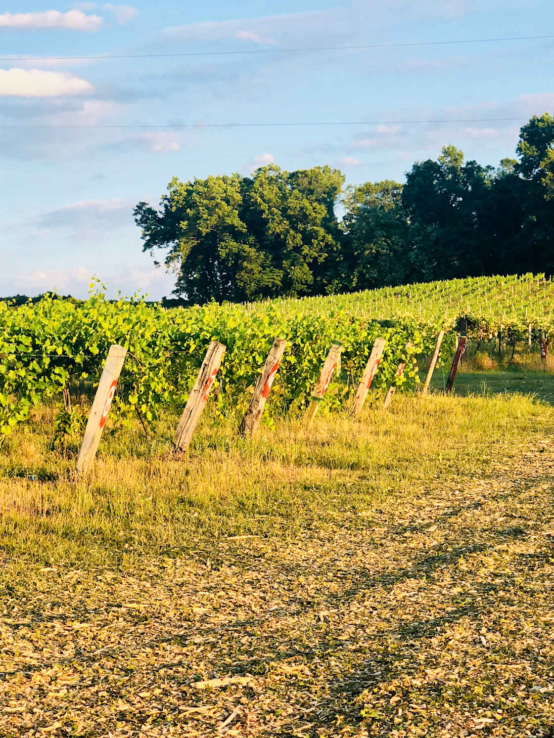 Hunt’s Hillside Vineyards