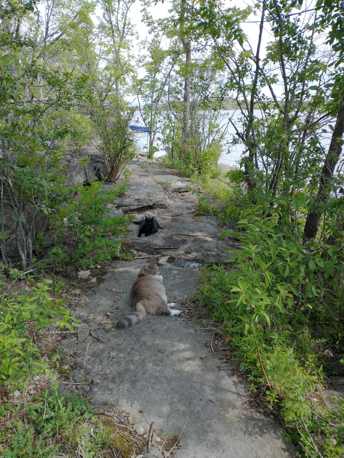 Path along the water of your site (cats not always included).