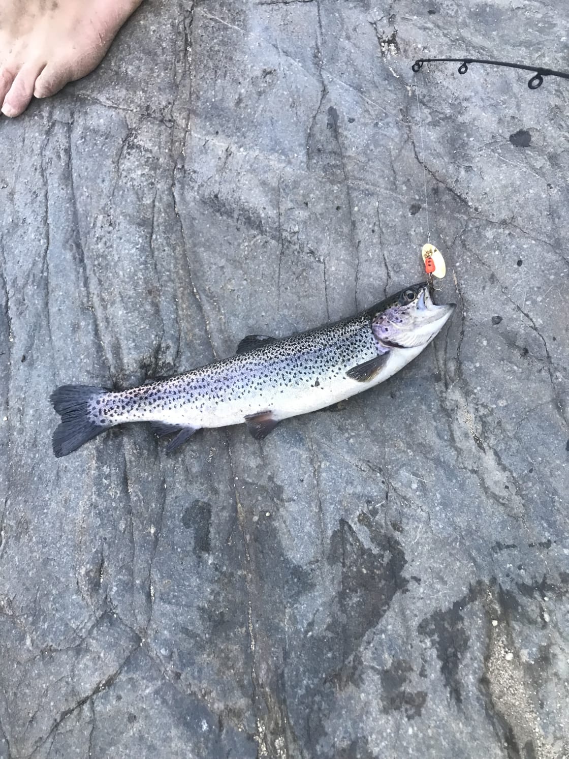 lil rainbow trout from Kern River