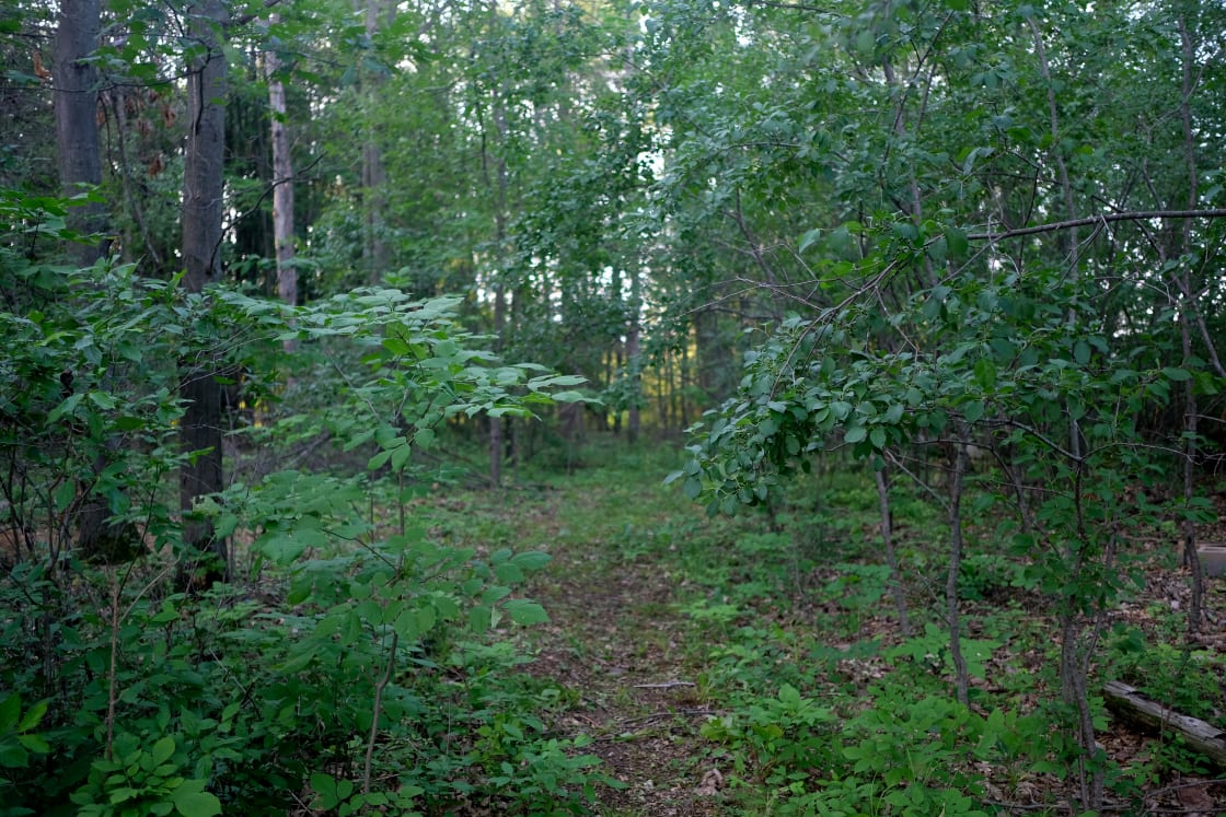 The trail to the site.