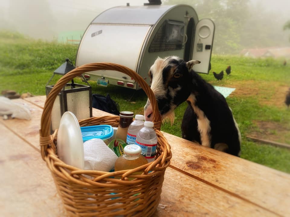 Bea the goat supervises the continental breakfast basket delivery.