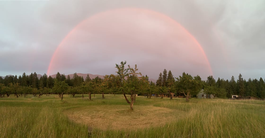 Sunset Rainbow over the orchard. 
