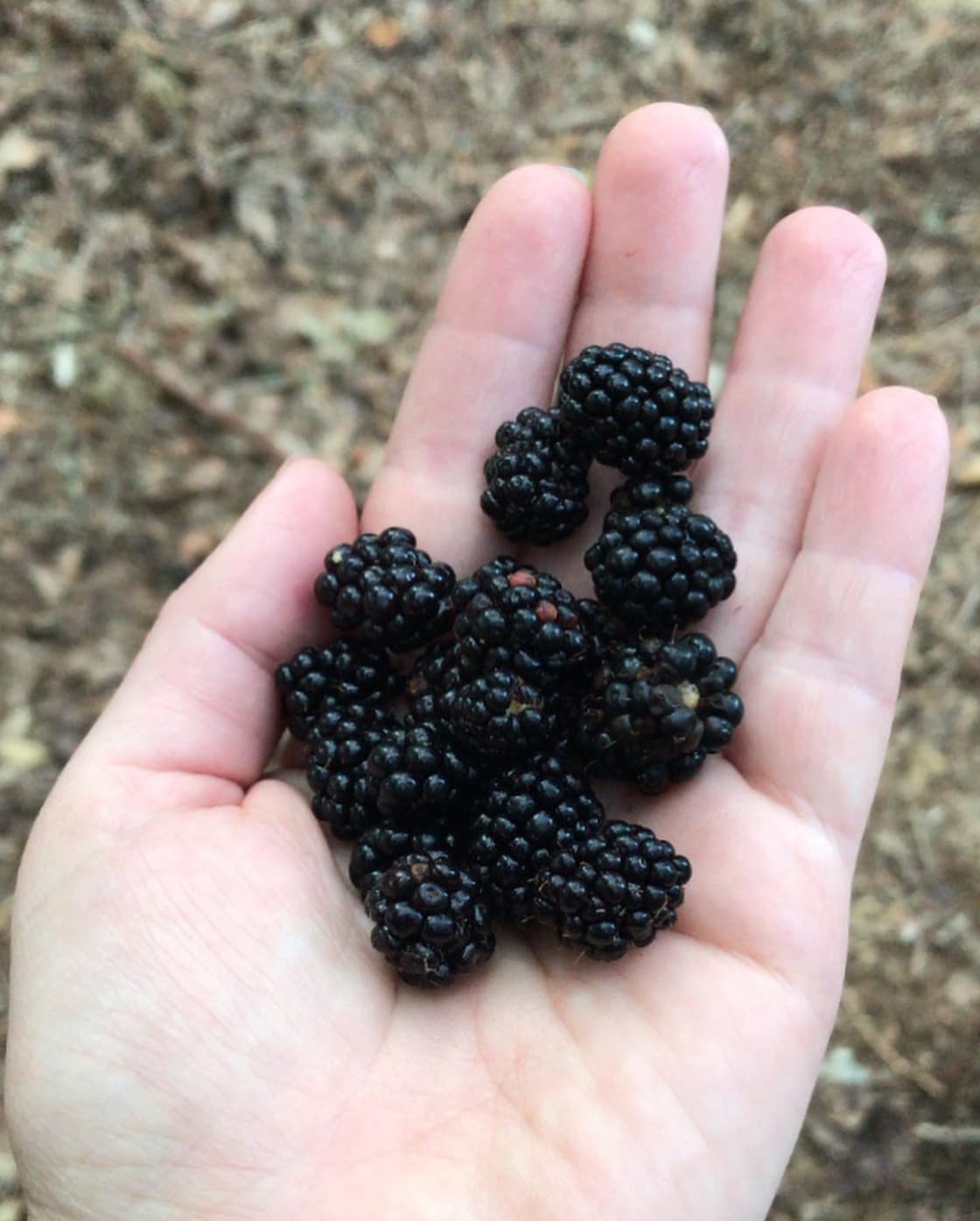 Wild Blackberries I found along the path 