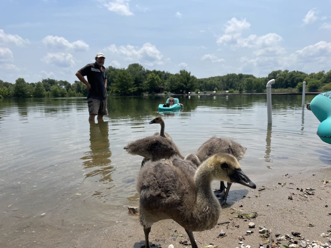 Rescued geese