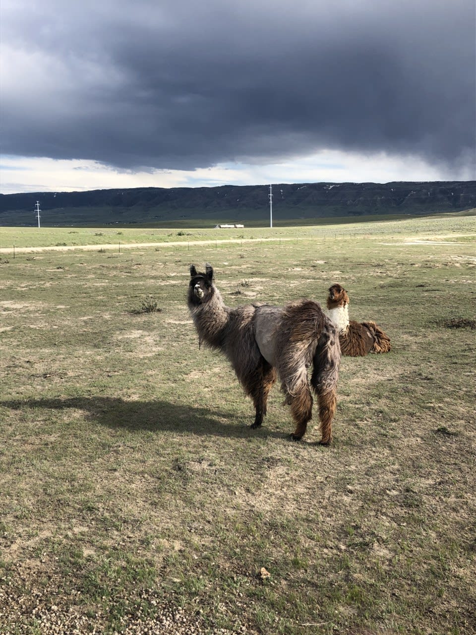 Cloud Peak Llama and alpaca ranch