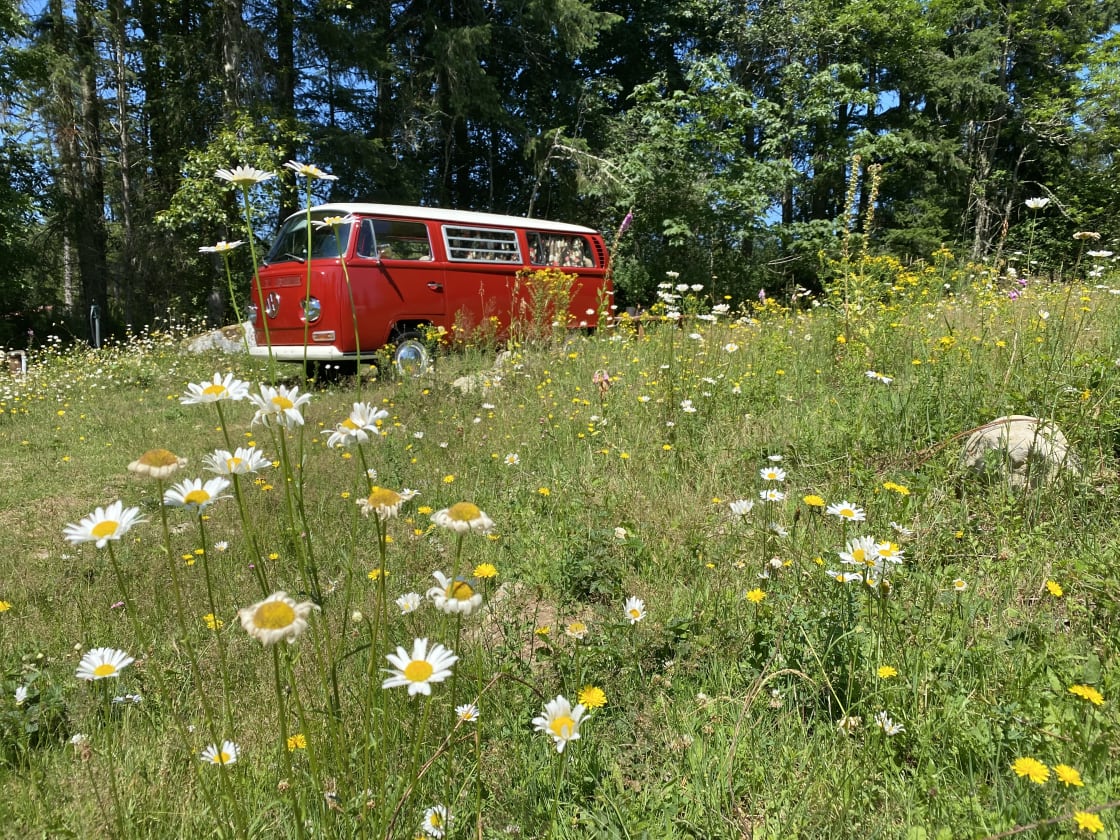 We got to park our bus among daisies and wildflowers in bloom! 