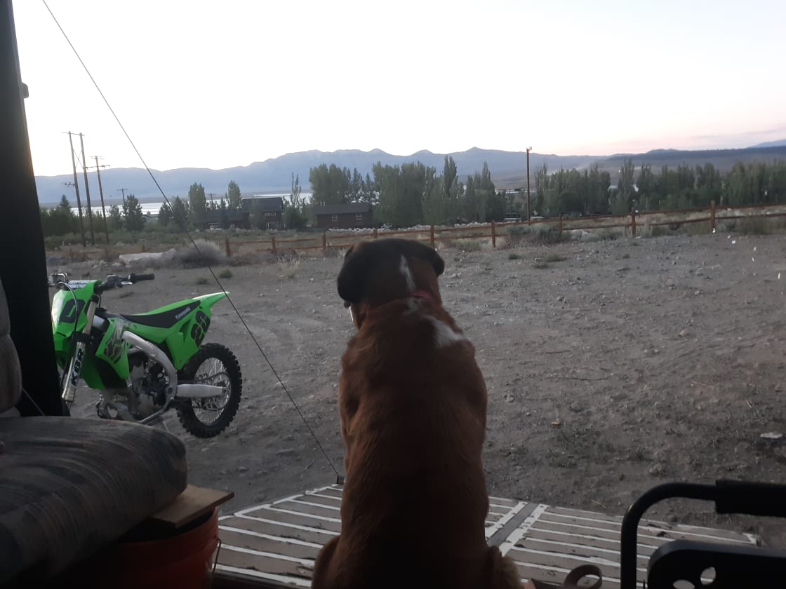 KTM the moto dog enjoying the view from our campsite