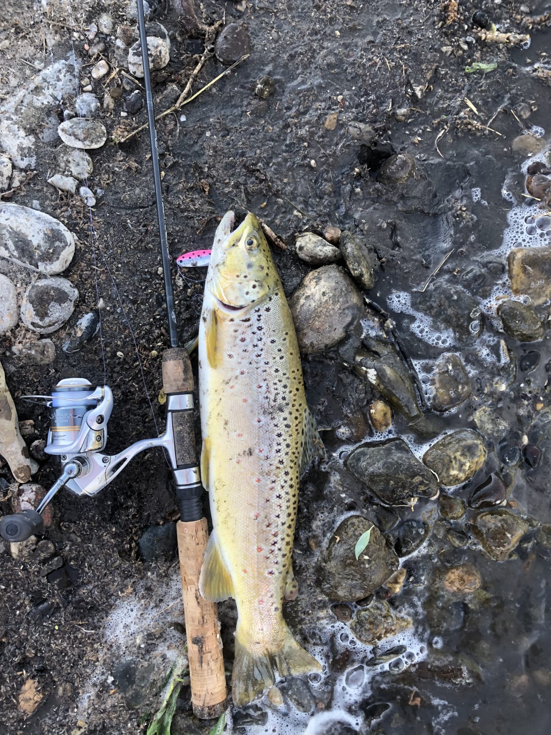 Caught a nice brown trout 