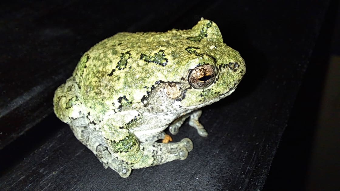 Wetland frog seen on property.