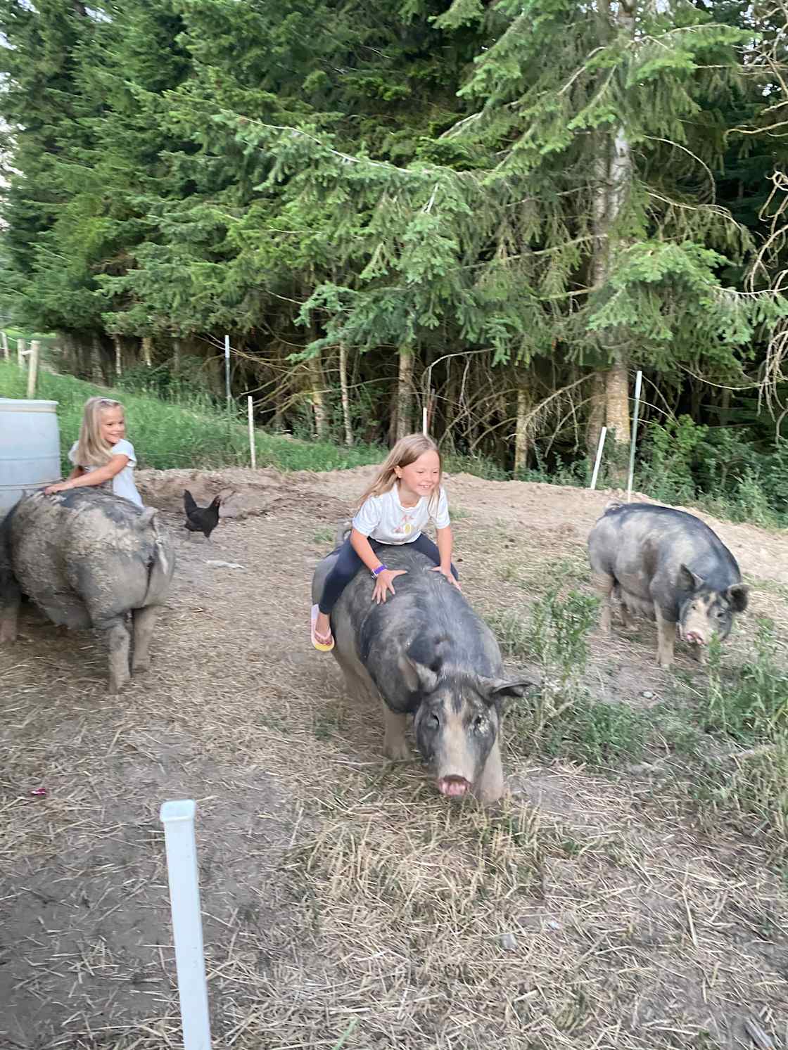 Pig bustin'