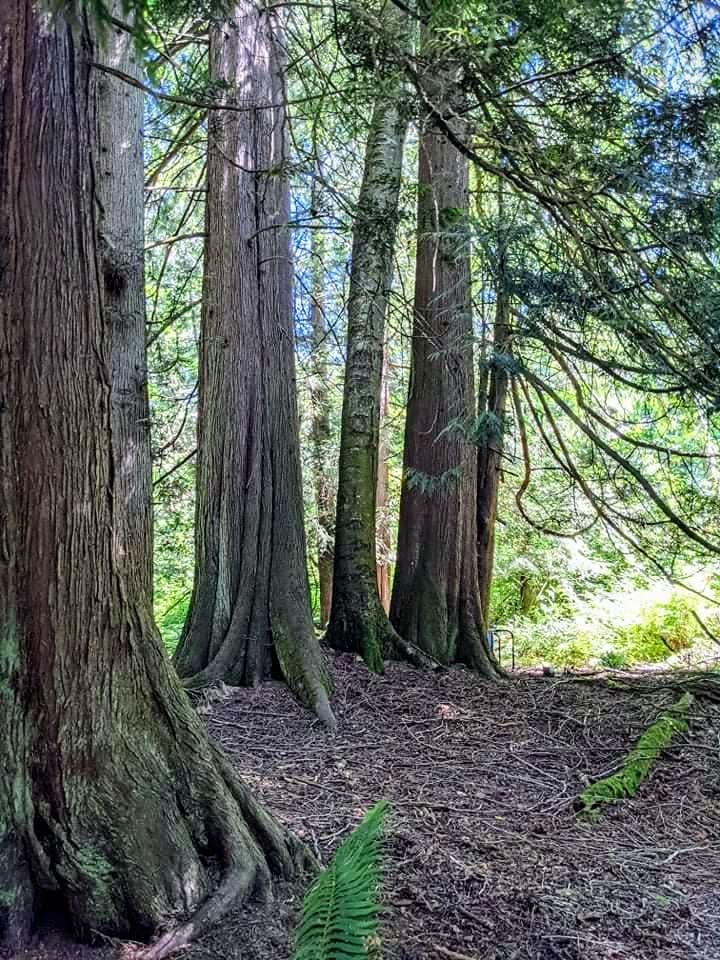 Plenty of trees awaiting your hug!