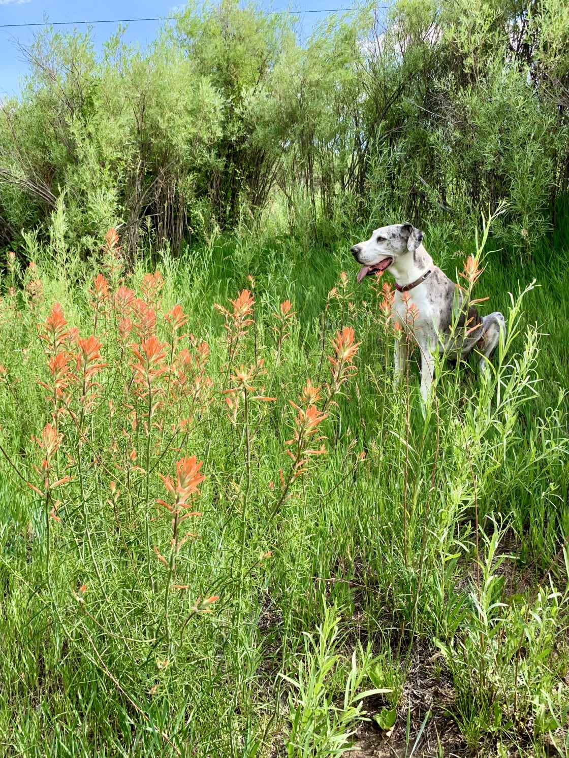 Oobi is sitting just above the amazing Indian paint brush. 