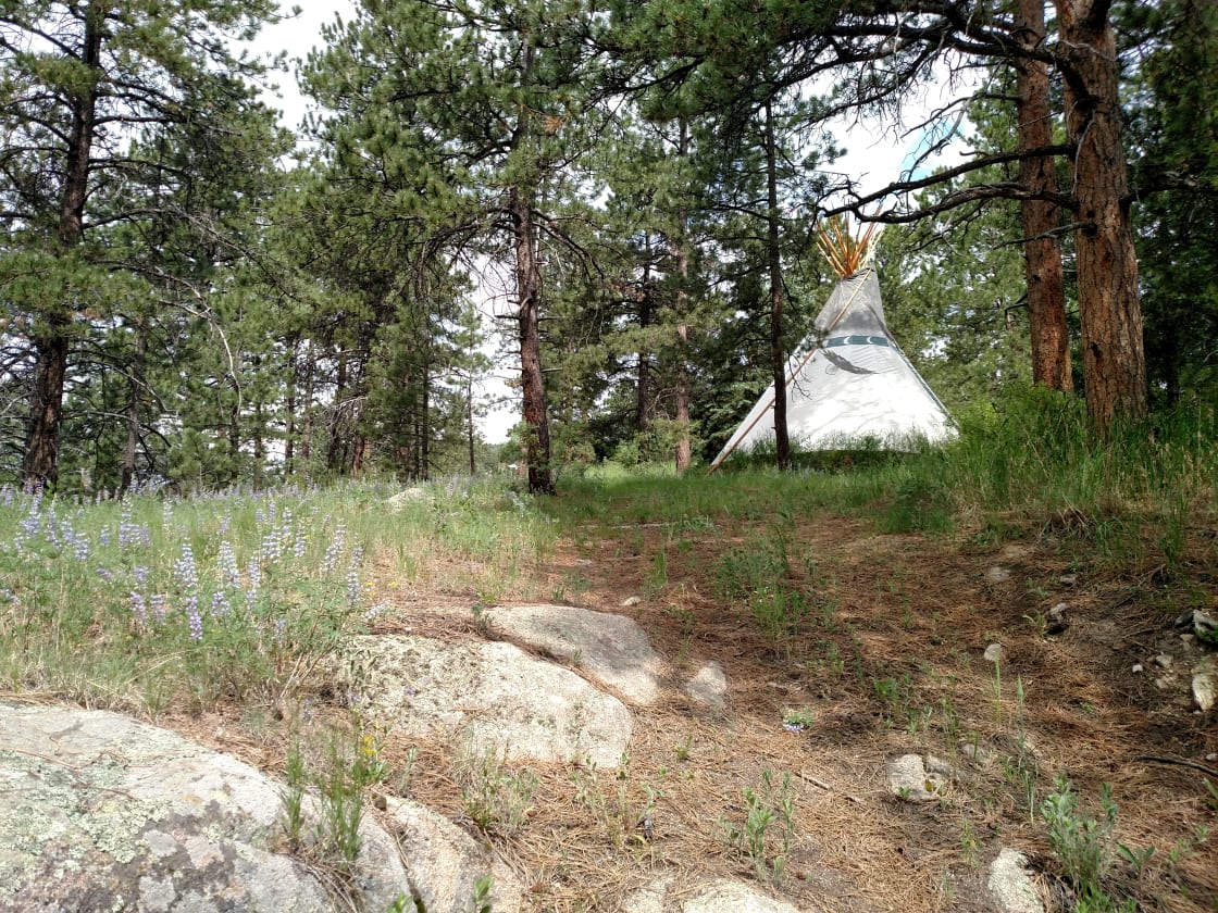 Surrounded by Pines and Wild Flowers, The Mountain Teepee @ Blue Acres, Conifer area.