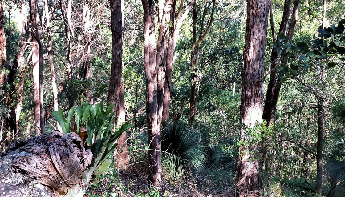 Forest views from campsite 2. Epiphytes and grass trees add such character to this unspoilt forest, plus habitat for a broad range of native wildlife.