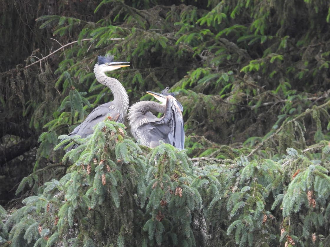 Very cool great heron babies waiting for their mother to return