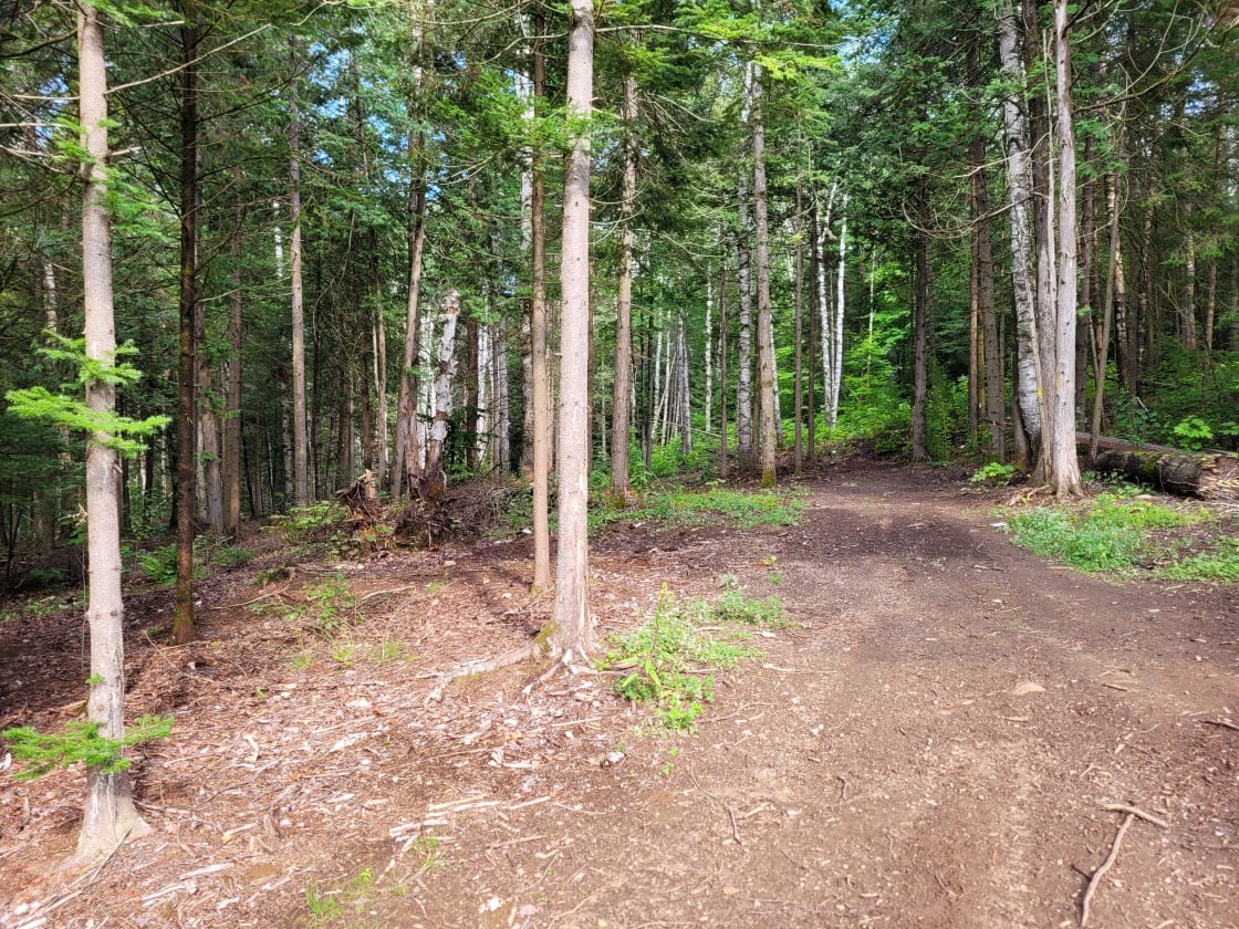 Forest with Trails -Lots of Privacy