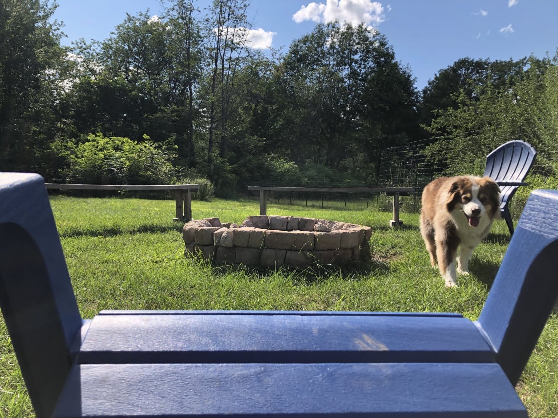 This is Koda! Her and her older brother Cody LOVE fires at the Hostel. If you see them around the grounds say Hi! They love making new friends!