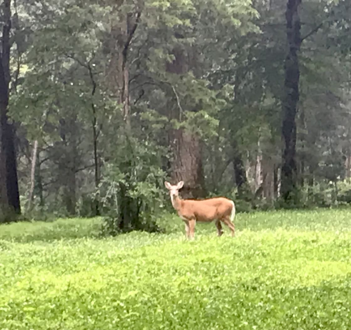 Twin Oaks - A deer visiting the clover field.