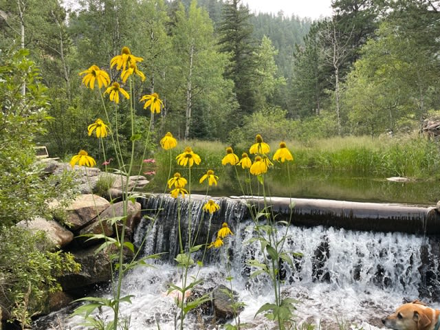 BLISS Falls inundated with wildflowers