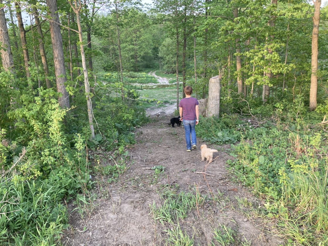 Trails in the woods, loaded with wild animal scent. Heaven for dogs! No one around for a 1/2 km radius so you need not worry about off-leash running.