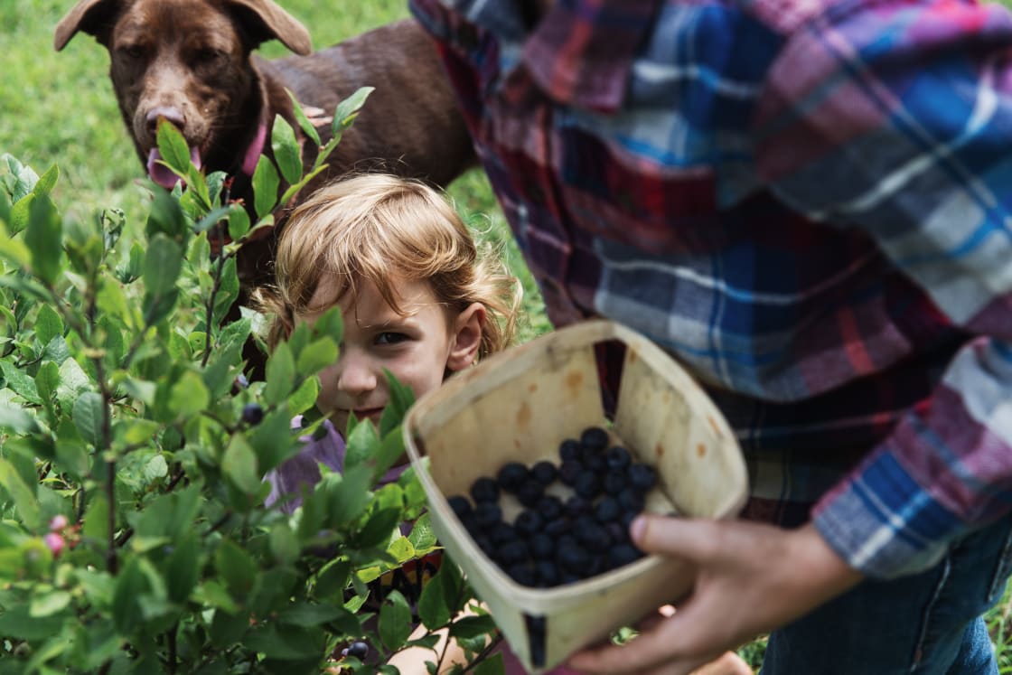 The blueberries were also ripe, it was so great to spend a bit of time picking & snacking. 