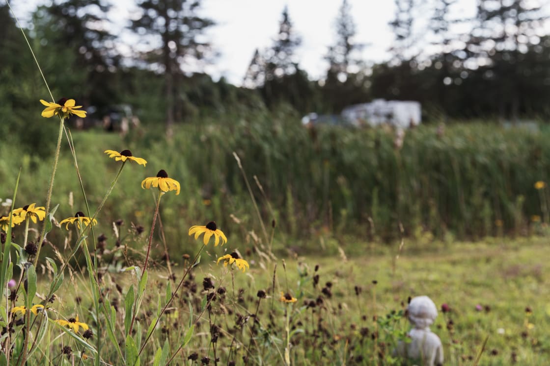 There were patches of wildflowers all around the edges of camp. 