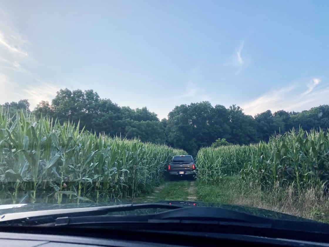 drive back to the campsite through the corn!