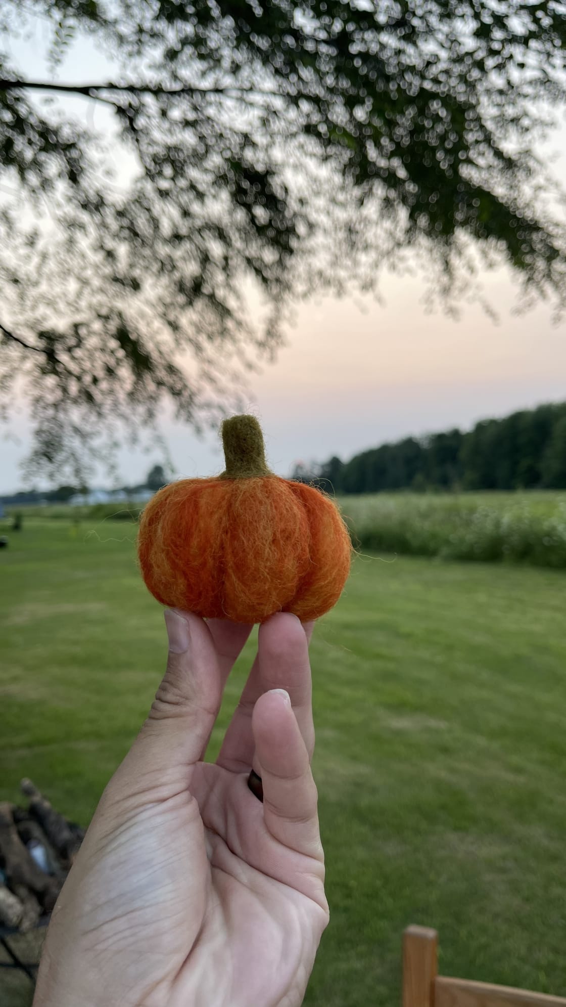 Pumpkin dreams