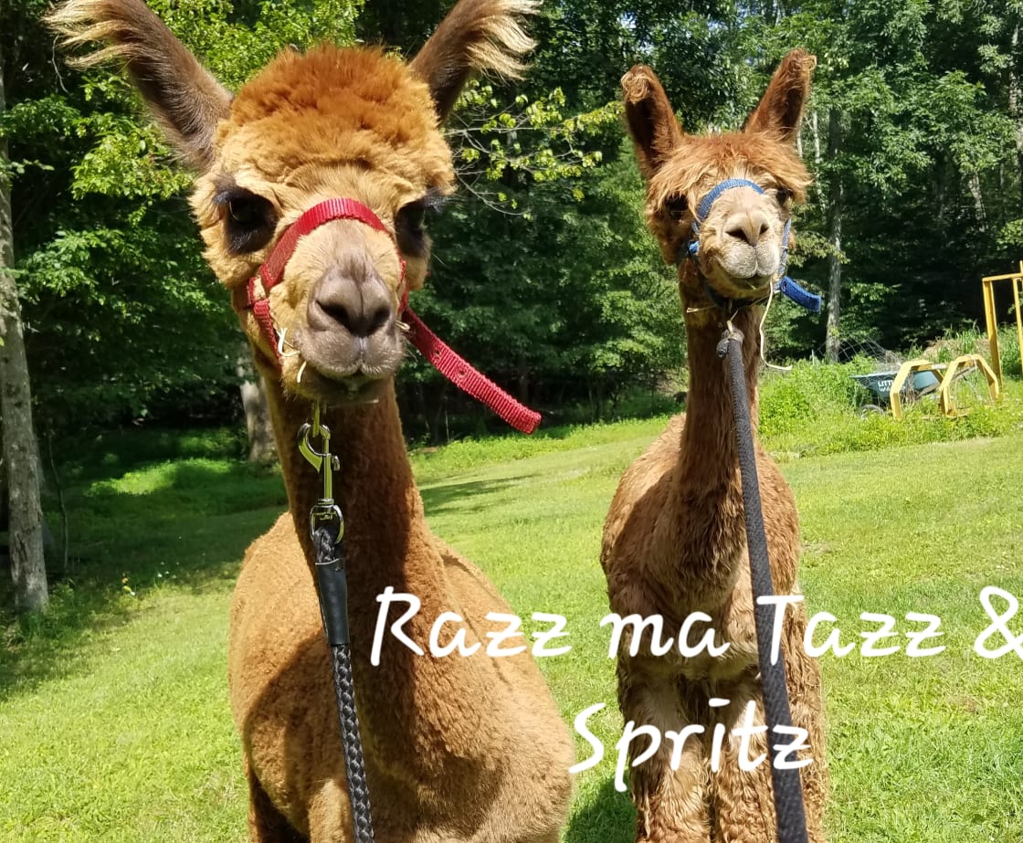 Adorable alpacas to greet during your visit.