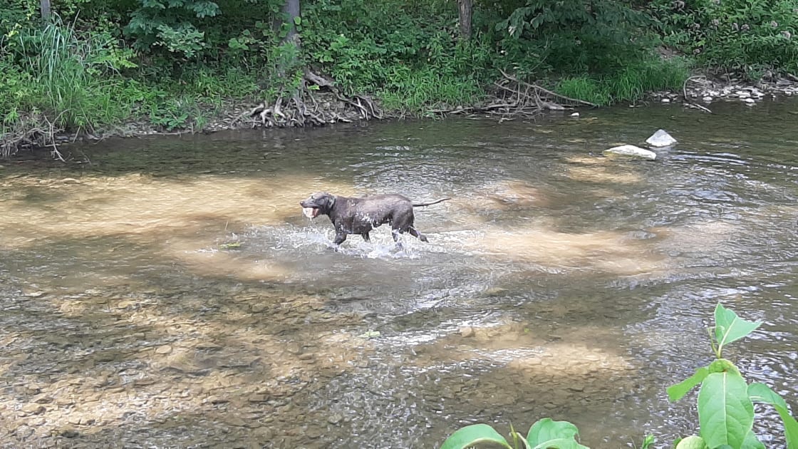 Our dog playing in the creek