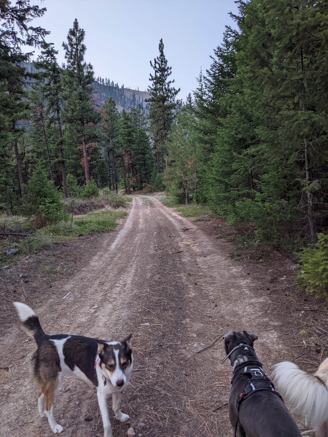 Our pups enjoying the fresh air and wonderful scenery.