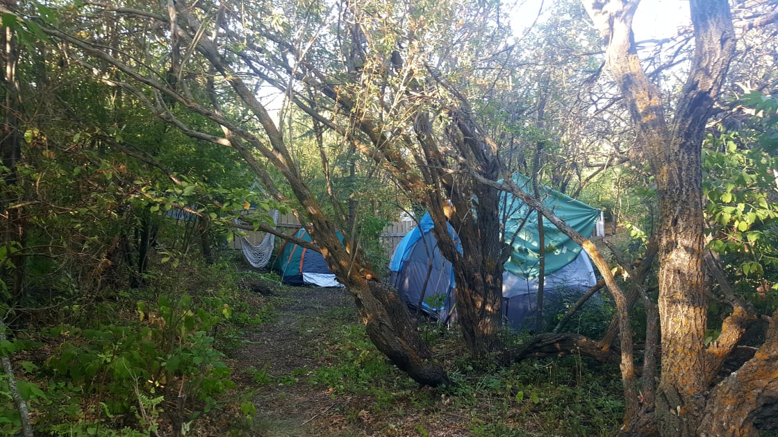 Pitch your tent surrounded by trees 