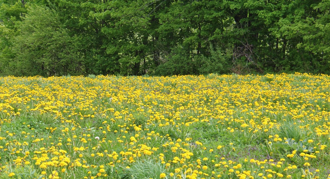 In spring, there are two fields of dandelions. 