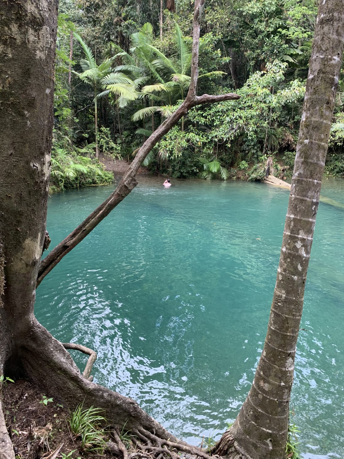 Daintree Rainforest (Blue Hole -swimming hole)