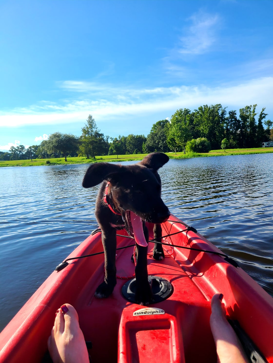 Pet friendly! Your pups love to Kayak too! 