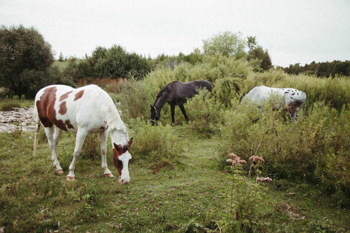 These three very gentle and curious horses wander freely on the land, they're very serene.