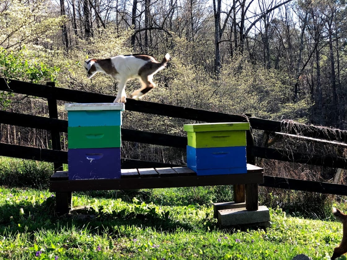 Corkey decided to jump between the beehives