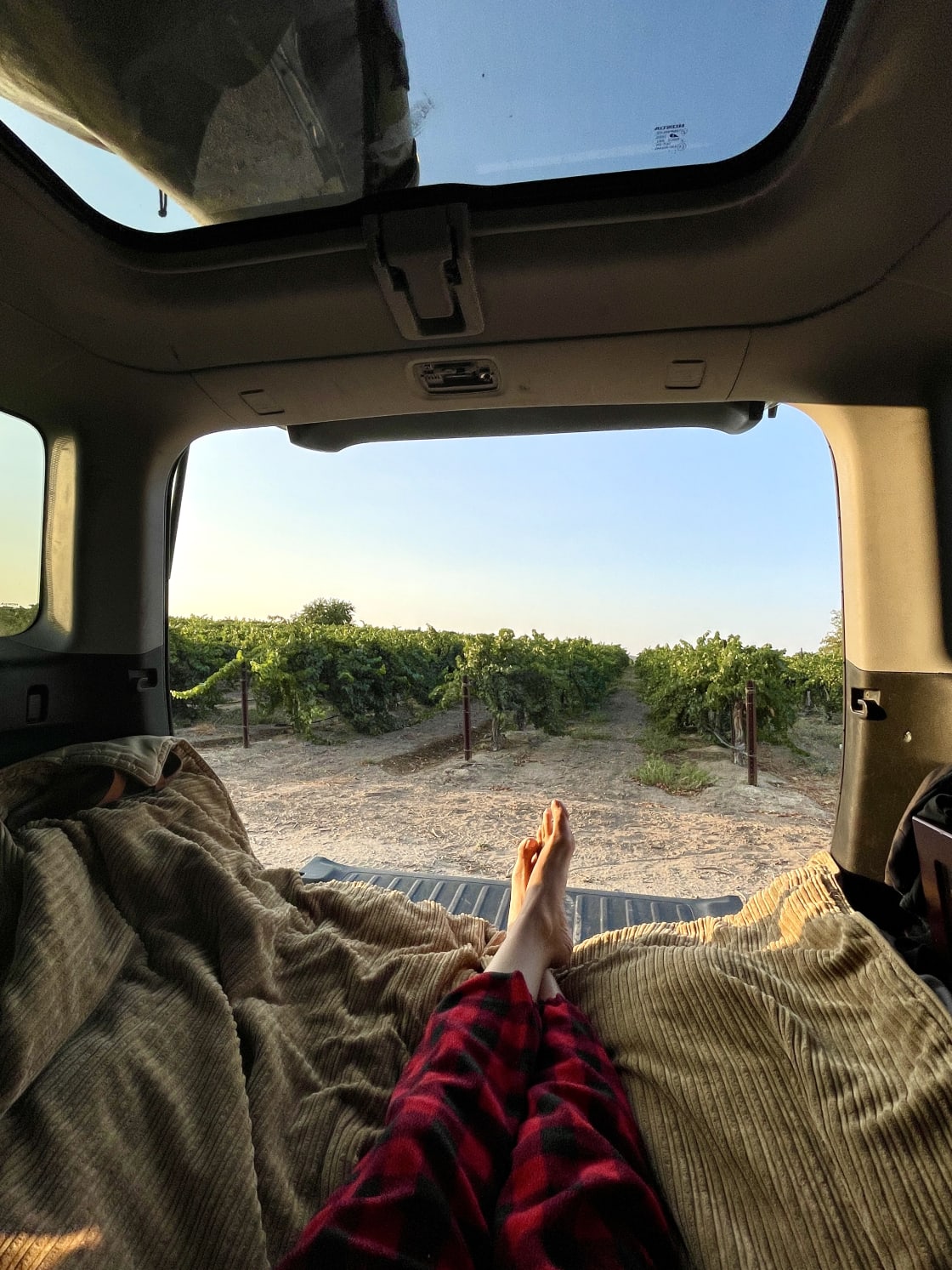 Campsite in the Vineyard