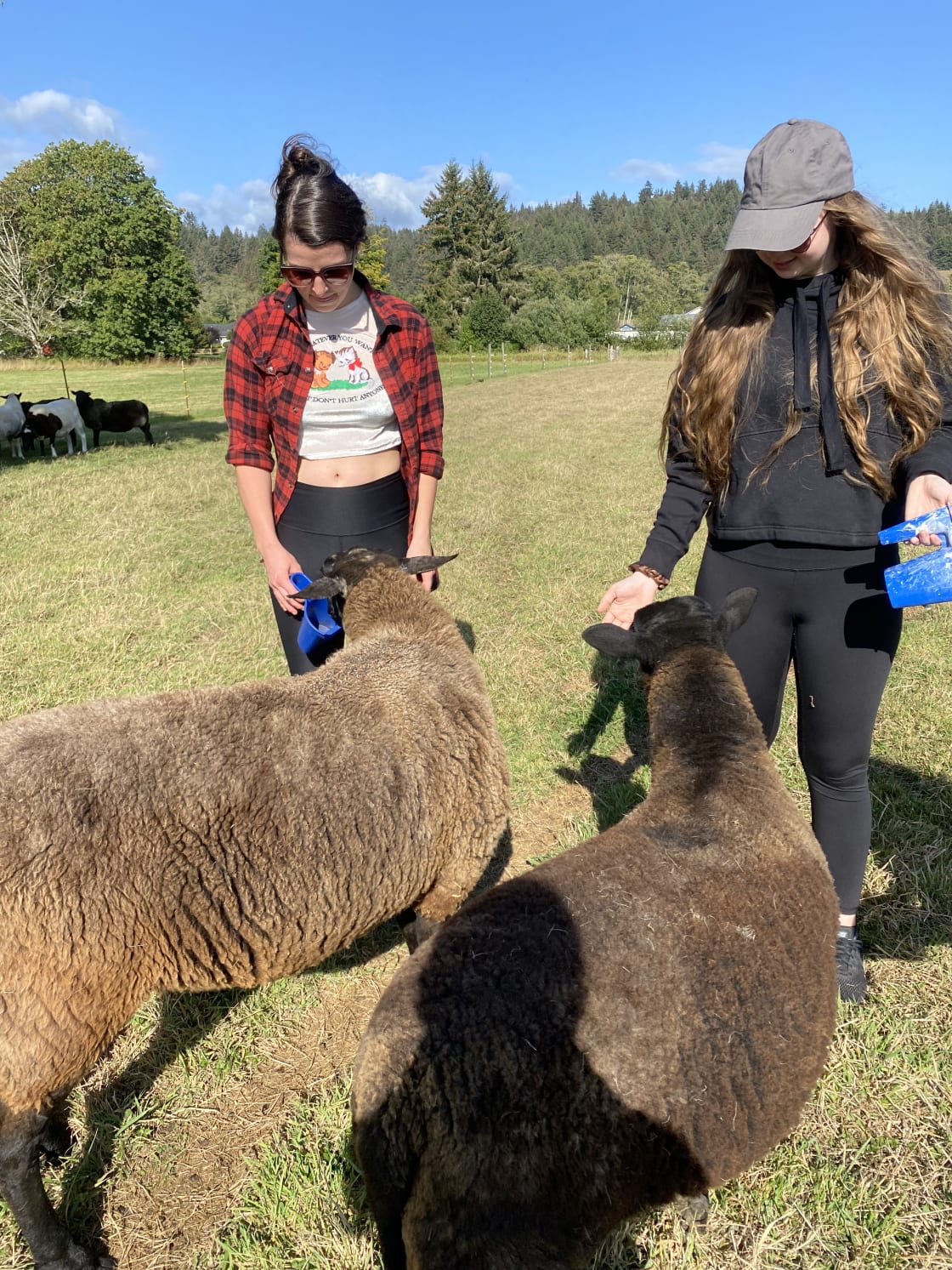 Campers giving the sheep and goats treats on the farm tour. 